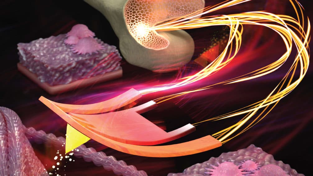 Bone & Tissue Engineering Research New York Stem Cell Foundation